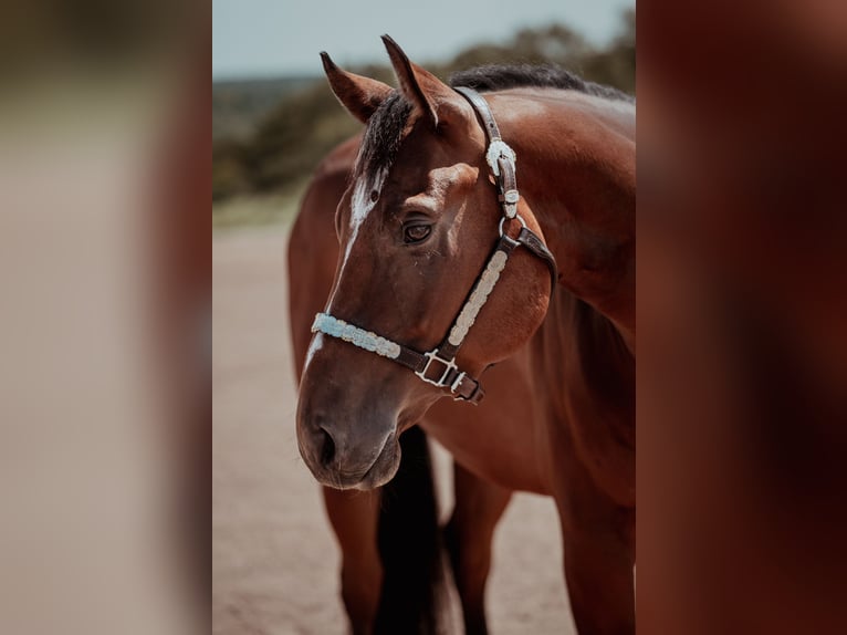 American Quarter Horse Wallach 6 Jahre 155 cm Brauner in SchlüsselfeldSchlüsselfeld