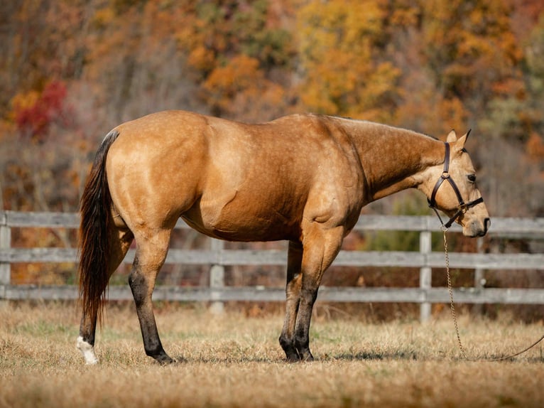 American Quarter Horse Wallach 6 Jahre 155 cm Buckskin in New Holland