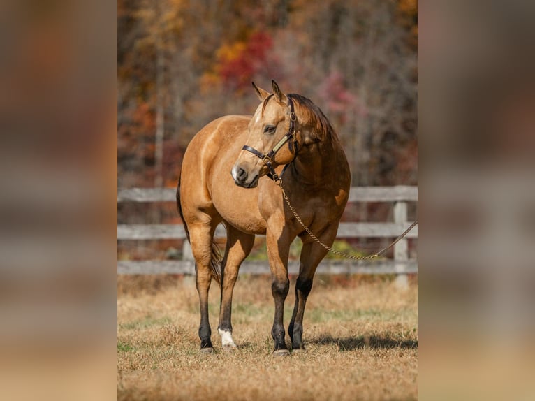American Quarter Horse Wallach 6 Jahre 155 cm Buckskin in New Holland