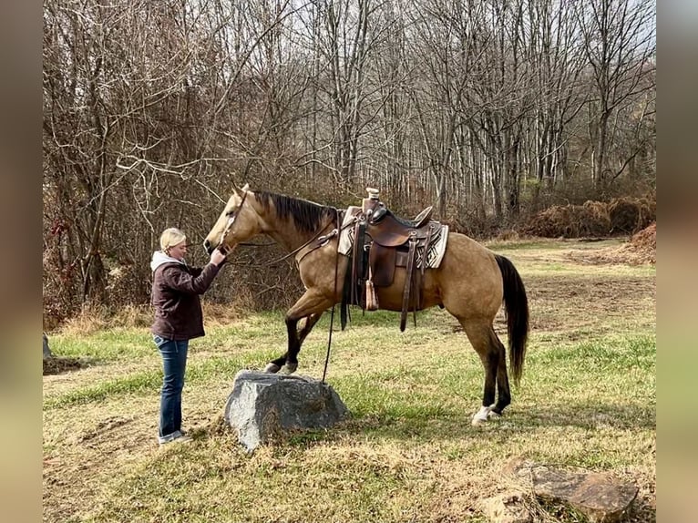 American Quarter Horse Wallach 6 Jahre 155 cm Buckskin in New Holland
