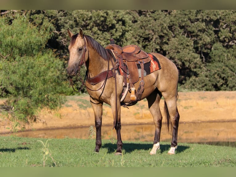 American Quarter Horse Wallach 6 Jahre 155 cm Buckskin in Cleburne TX