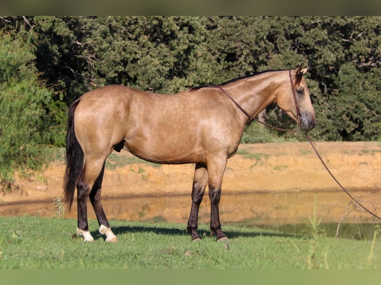 American Quarter Horse Wallach 6 Jahre 155 cm Buckskin in Cleburne TX