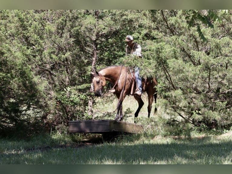 American Quarter Horse Wallach 6 Jahre 155 cm Buckskin in Purdy, MO