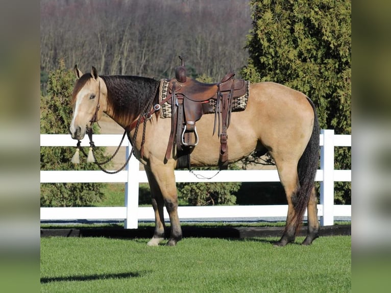 American Quarter Horse Wallach 6 Jahre 155 cm Buckskin in Rebersburg, PA