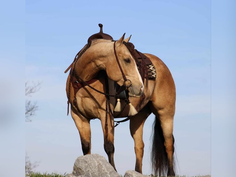 American Quarter Horse Wallach 6 Jahre 155 cm Buckskin in Rebersburg, PA