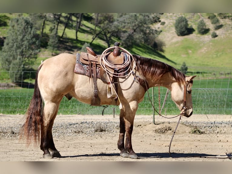 American Quarter Horse Wallach 6 Jahre 155 cm Buckskin in Tres Pinos