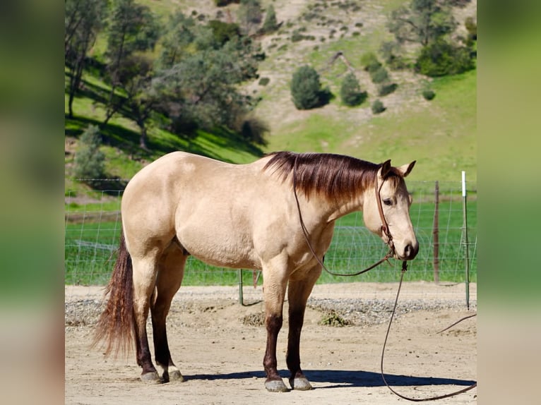 American Quarter Horse Wallach 6 Jahre 155 cm Buckskin in Tres Pinos