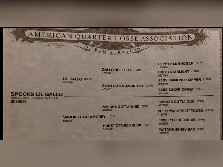 American Quarter Horse Wallach 6 Jahre 155 cm Buckskin in Tres Pinos