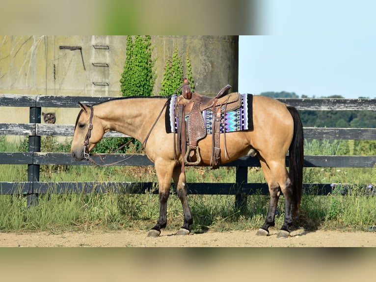 American Quarter Horse Wallach 6 Jahre 155 cm Buckskin in Fredericksburg