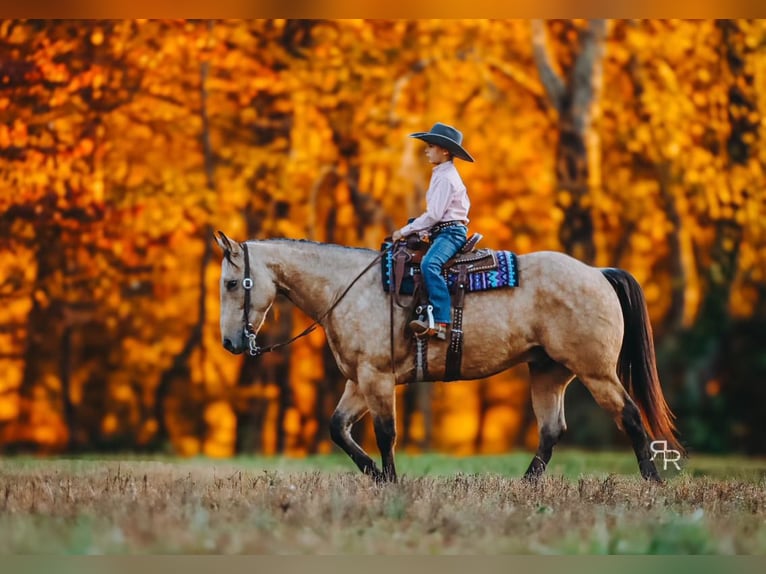 American Quarter Horse Wallach 6 Jahre 155 cm Buckskin in Lyles