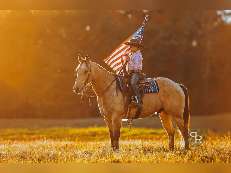 American Quarter Horse Wallach 6 Jahre 155 cm Buckskin in Lyles