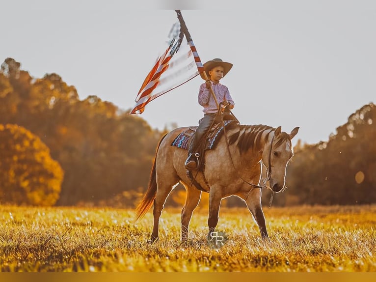 American Quarter Horse Wallach 6 Jahre 155 cm Buckskin in Lyles