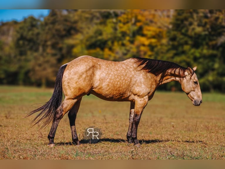 American Quarter Horse Wallach 6 Jahre 155 cm Buckskin in Lyles