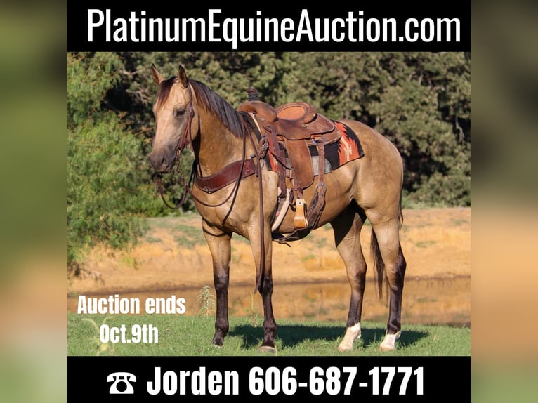 American Quarter Horse Wallach 6 Jahre 155 cm Buckskin in Cleburne, TX