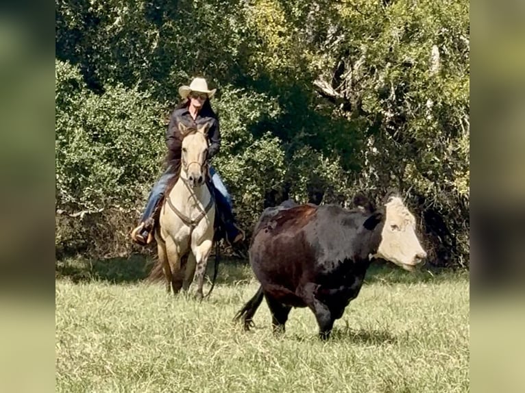 American Quarter Horse Wallach 6 Jahre 155 cm Buckskin in Weatherford, TX