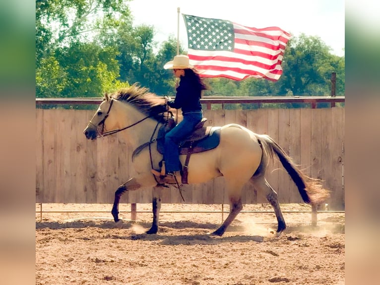 American Quarter Horse Wallach 6 Jahre 155 cm Buckskin in Weatherford, TX