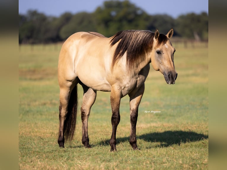American Quarter Horse Wallach 6 Jahre 155 cm Buckskin in Weatherford, TX