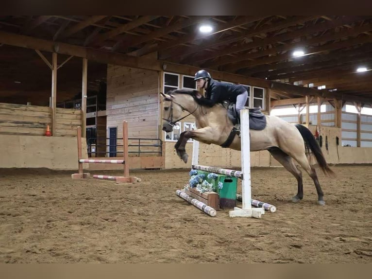 American Quarter Horse Wallach 6 Jahre 155 cm Buckskin in Howell, MI