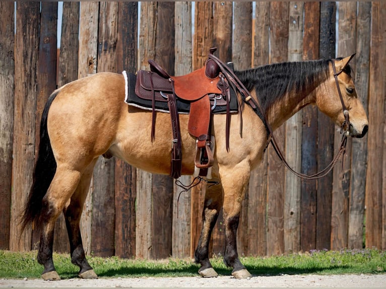American Quarter Horse Wallach 6 Jahre 155 cm Buckskin in Weatherford TX
