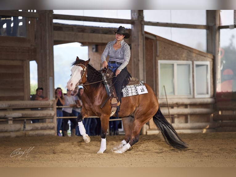 American Quarter Horse Wallach 6 Jahre 155 cm Dunkelbrauner in Kumberg