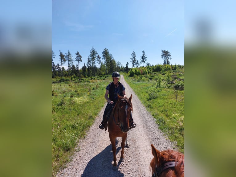 American Quarter Horse Wallach 6 Jahre 155 cm Dunkelfuchs in Allendorf (Eder) Bromskirchen