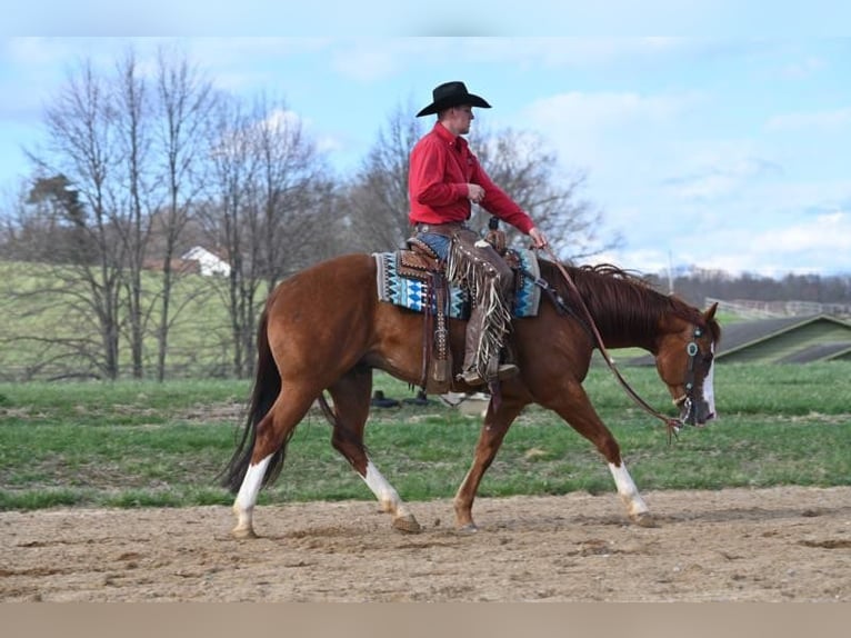 American Quarter Horse Wallach 6 Jahre 155 cm Dunkelfuchs in Jackson OH
