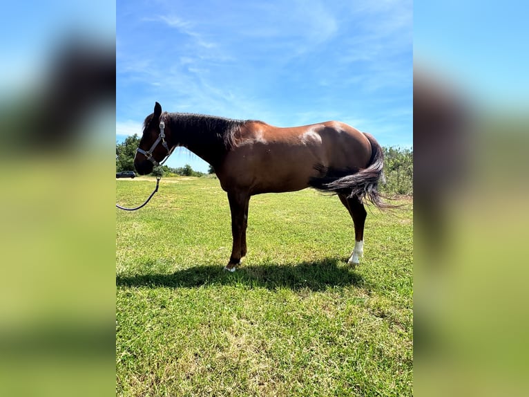 American Quarter Horse Wallach 6 Jahre 155 cm Dunkelfuchs in albenga