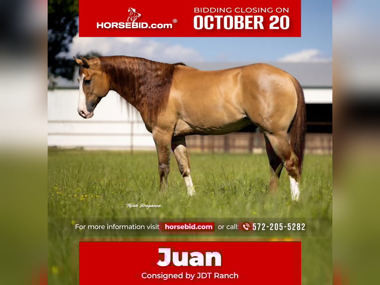 American Quarter Horse Wallach 6 Jahre 155 cm Falbe in Crescent