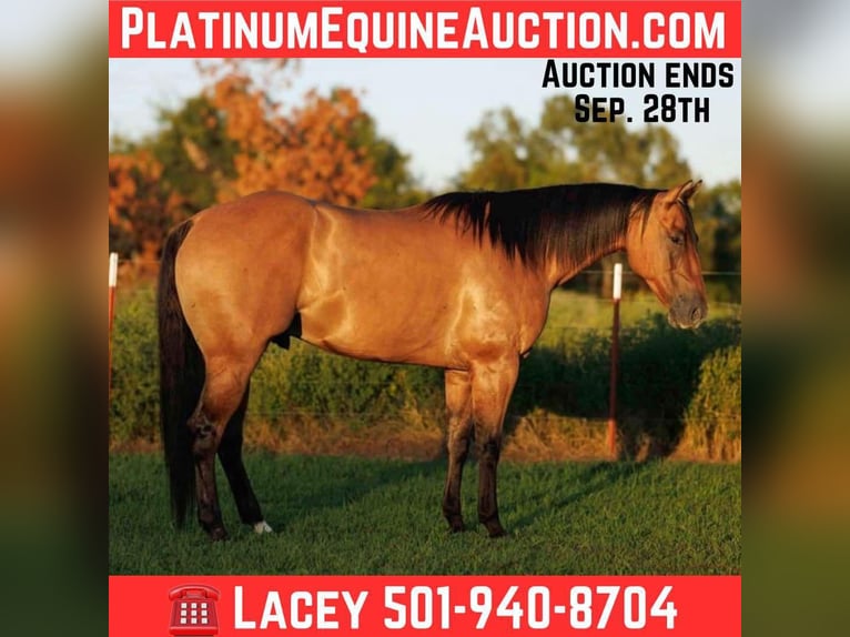 American Quarter Horse Wallach 6 Jahre 155 cm Falbe in Quitman AR