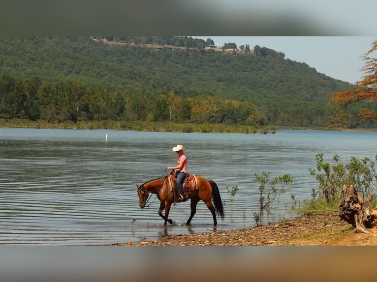 American Quarter Horse Wallach 6 Jahre 155 cm Falbe in Quitman AR