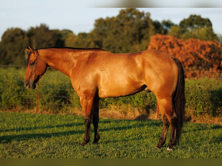 American Quarter Horse Wallach 6 Jahre 155 cm Falbe in Quitman AR