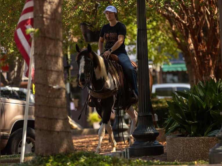 American Quarter Horse Wallach 6 Jahre 155 cm Falbe in Quitman AR