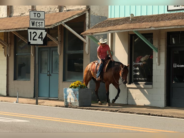 American Quarter Horse Wallach 6 Jahre 155 cm Falbe in Quitman AR