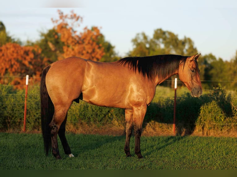 American Quarter Horse Wallach 6 Jahre 155 cm Falbe in Quitman AR