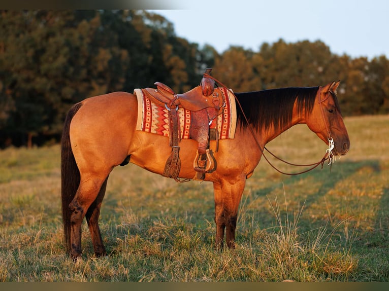 American Quarter Horse Wallach 6 Jahre 155 cm Falbe in Quitman AR
