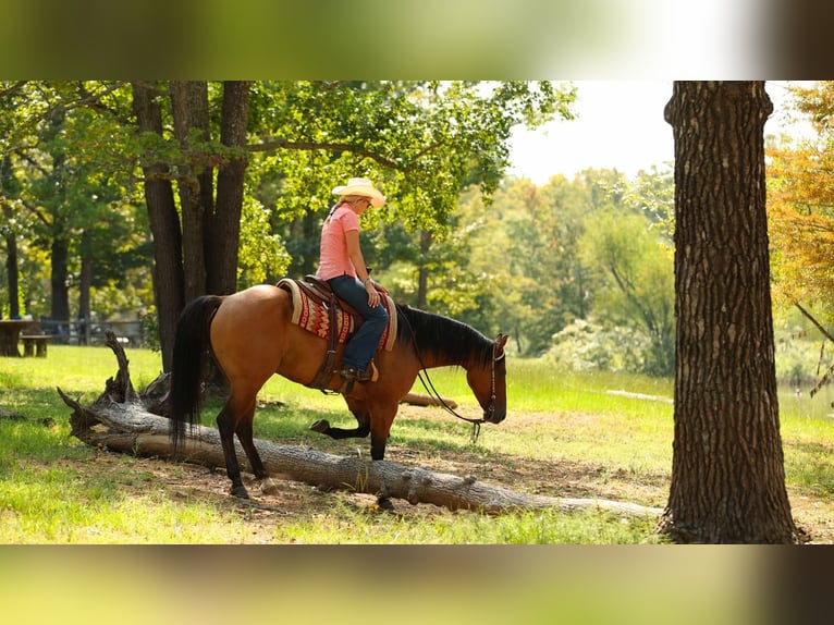 American Quarter Horse Wallach 6 Jahre 155 cm Falbe in Quitman AR