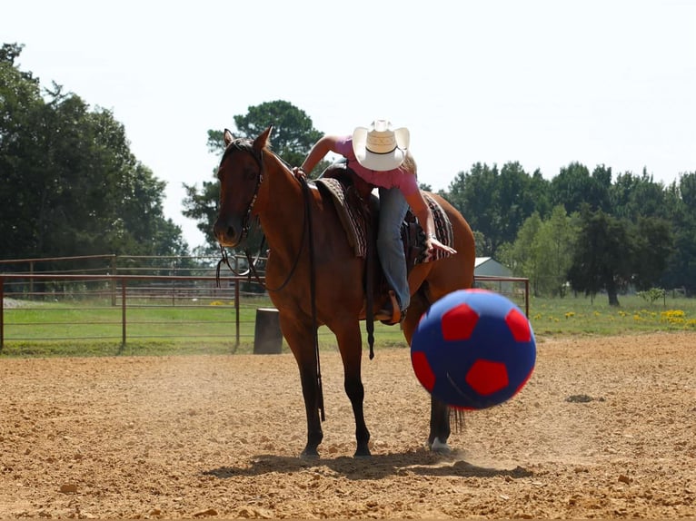 American Quarter Horse Wallach 6 Jahre 155 cm Falbe in Quitman AR