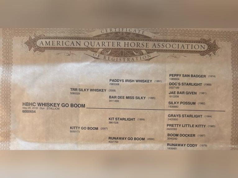 American Quarter Horse Wallach 6 Jahre 155 cm Falbe in Quitman AR