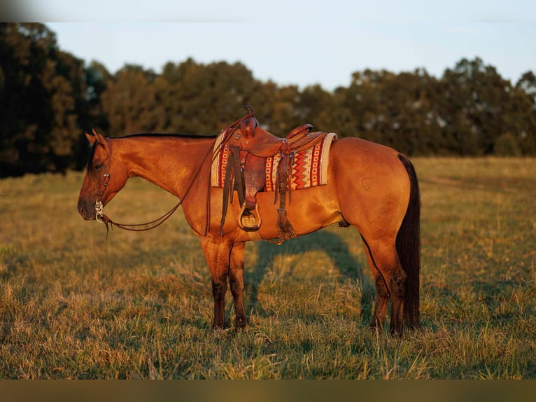 American Quarter Horse Wallach 6 Jahre 155 cm Falbe in Quitman AR