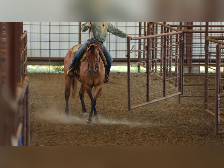 American Quarter Horse Wallach 6 Jahre 155 cm Falbe in Quitman AR