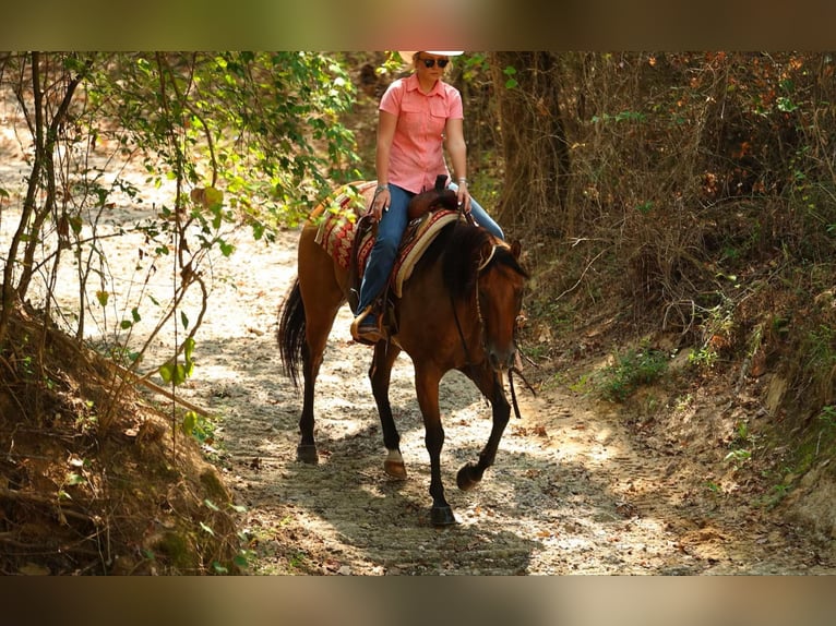 American Quarter Horse Wallach 6 Jahre 155 cm Falbe in Quitman AR
