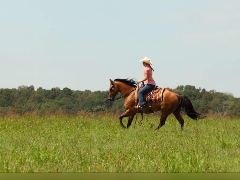 American Quarter Horse Wallach 6 Jahre 155 cm Falbe in Quitman AR