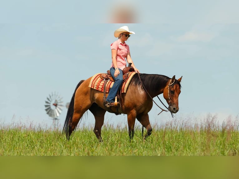 American Quarter Horse Wallach 6 Jahre 155 cm Falbe in Quitman AR