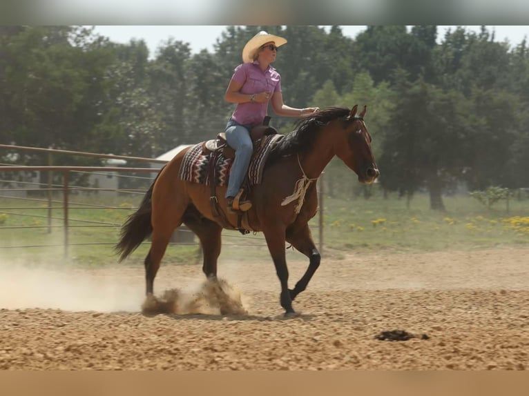 American Quarter Horse Wallach 6 Jahre 155 cm Falbe in Quitman AR