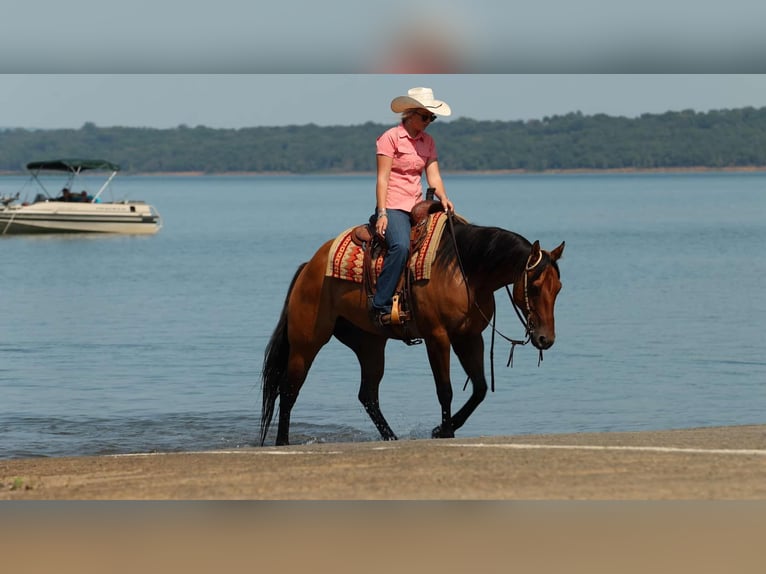American Quarter Horse Wallach 6 Jahre 155 cm Falbe in Quitman AR