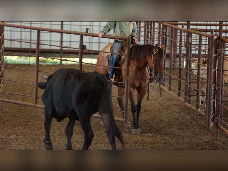 American Quarter Horse Wallach 6 Jahre 155 cm Falbe in Quitman AR