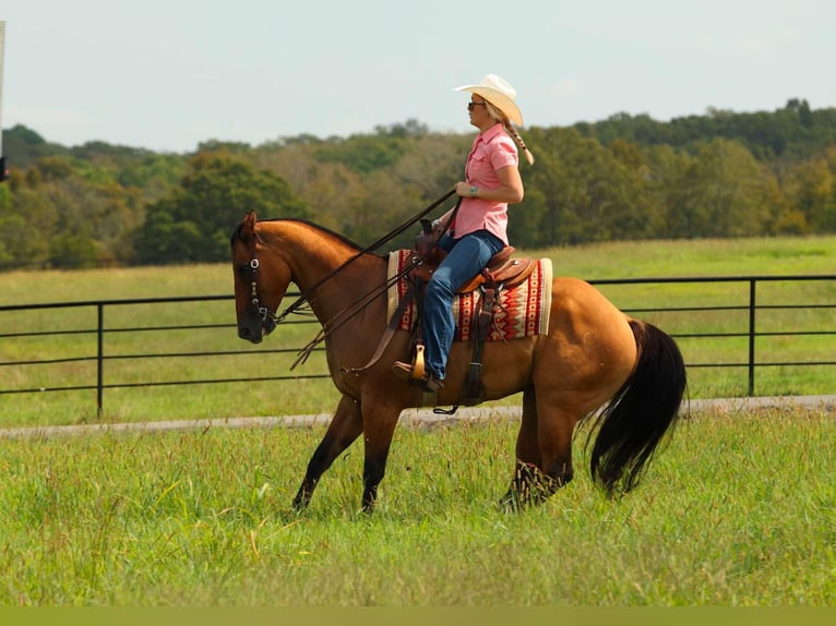 American Quarter Horse Wallach 6 Jahre 155 cm Falbe in Quitman AR