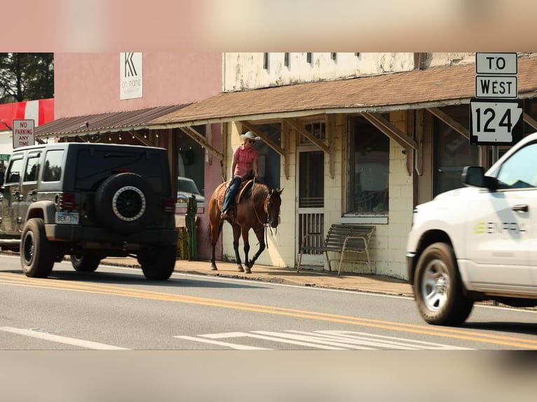 American Quarter Horse Wallach 6 Jahre 155 cm Falbe in Quitman AR
