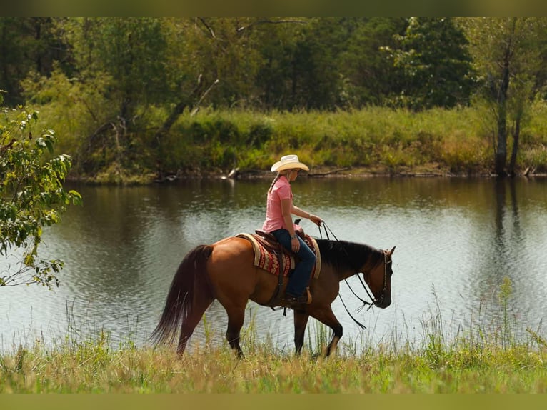 American Quarter Horse Wallach 6 Jahre 155 cm Falbe in Quitman AR
