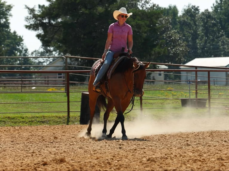 American Quarter Horse Wallach 6 Jahre 155 cm Falbe in Quitman AR